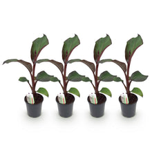 Buitenplant 4x Ensete ventricosum Maurelli - Winterhard - Pot Ø 17cm Hoogte ↕ 40cm