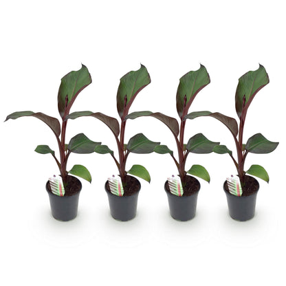 Buitenplant 4x Ensete ventricosum Maurelli - Winterhard - Pot Ø 17cm Hoogte ↕ 40cm