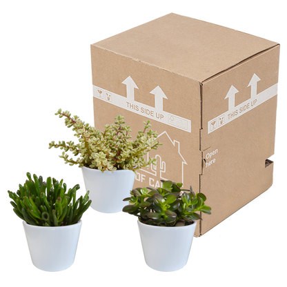 Kamerplant 3x Crassula mix - Pot Ø 10,5cm