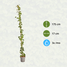 Buitenplant - Hedera hibernica - Klimop Gestokt - Hoogte ↕ 150-175cm