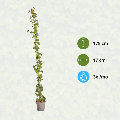 Buitenplant - Hedera hibernica - Klimop Gestokt - Hoogte ↕ 150-175cm
