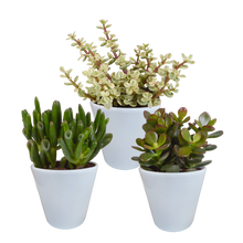 Kamerplant 3x Crassula mix - Pot Ø 8.5cm