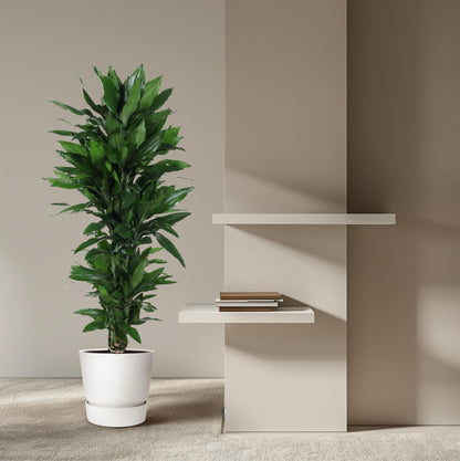 Kamerplant - Dracaena Janet Lind vertakt - Pot Ø 27cm Hoogte ↕ 120cm
