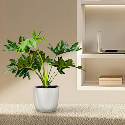 Kamerplant - Philodendron Selloum - Pot Ø 22cm Hoogte ↕ 60cm