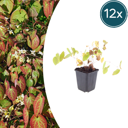 Buitenplant 12x Epimedium y. 'Niveum' - Pot Ø 9cm Hoogte ↕ 10-25cm
