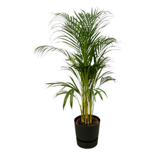 Kamerplant - Areca Palm - Pot Ø 21cm Hoogte ↕ 110cm