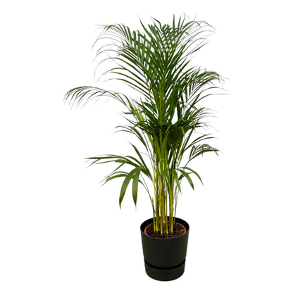 Kamerplant - Areca Palm - Pot Ø 21cm Hoogte ↕ 110cm