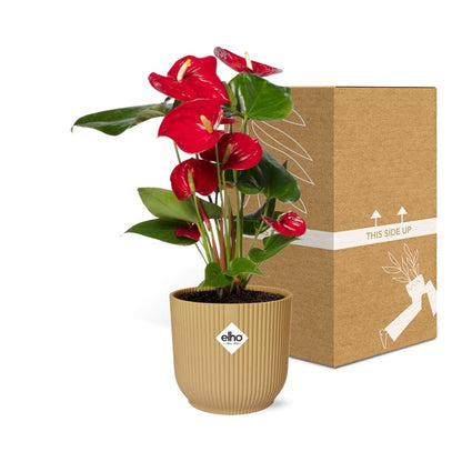 Kamerplant - Anthurium Red - Pot Ø 14cm