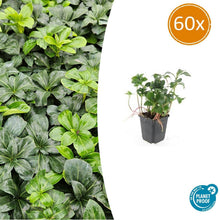 Buitenplant 60x Pachysandra term. 'Green Sheen' - Winterhard - Pot Ø 9cm Hoogte ↕ 10-25cm