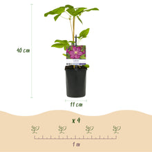 Buitenplant 2x Clematis Ville de Lyon - Bloeiend - Pot Ø 11cm Hoogte ↕ 40cm