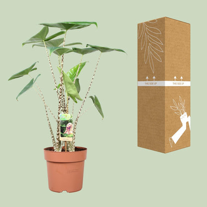 Kamerplant - Alocasia Zebrina - Pot Ø 21cm Hoogte ↕ 80cm