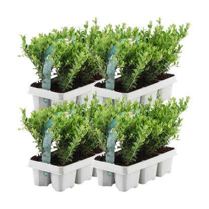 Buitenplant 24x Ilex crenata 'Jenny' - Winterhard - Pot Ø 7cm Hoogte ↕ 15cm
