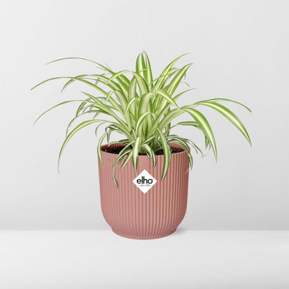 Kamerplant - Chlorophytum Comosum Variegatum - Pot Ø 14cm Hoogte ↕ 25cm