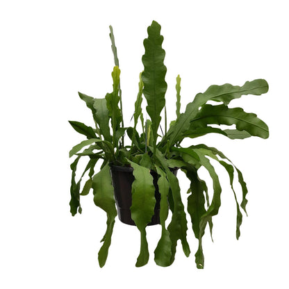 Kamerplant - Epiphyllum Beavertale - Pot Ø 25cm Hoogte ↕ 60cm