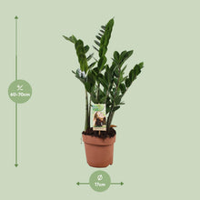 Kamerplant - Zamioculcas Zamiifolia - Pot Ø 17cm Hoogte ↕ 70cm