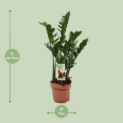 Kamerplant - Zamioculcas Zamiifolia - Pot Ø 17cm Hoogte ↕ 70cm