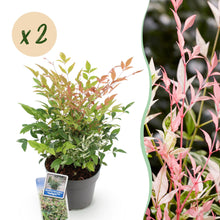 Buitenplant - Nandina domestica 'Twilight' - Groenblijvend - Pot Ø 17cm Hoogte ↕ 45cm
