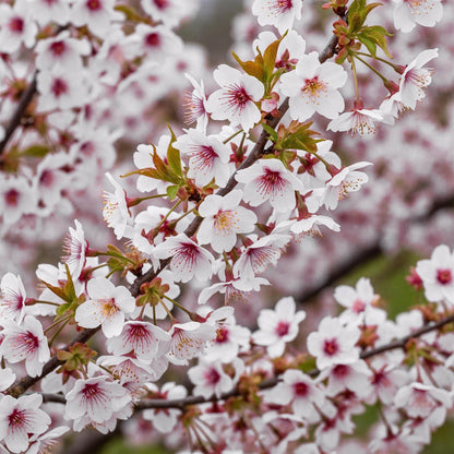 Buitenplant - Prunus incisa Koujou-no-mai op stam - Winterhard - Pot Ø 19cm Hoogte ↕ 90cm