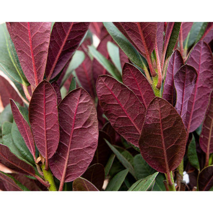 Buitenplant - Rhododendron 'Wine & Roses' - Bloeiend - Pot Ø 13cm Hoogte ↕ 20cm
