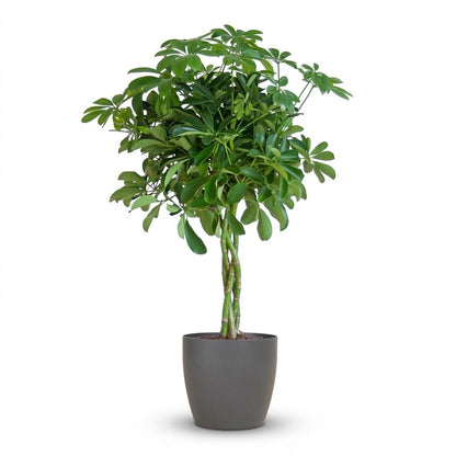 Kamerplant - Schefflera Arboricola 'Nora' - Pot Ø 21cm Hoogte ↕ 70cm