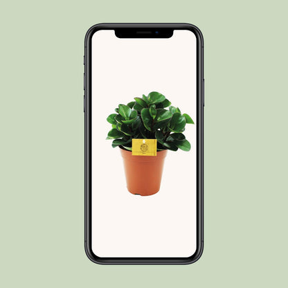 Kamerplant - Peperomia Burning Bush - Pot Ø 15cm Hoogte ↕ 25cm