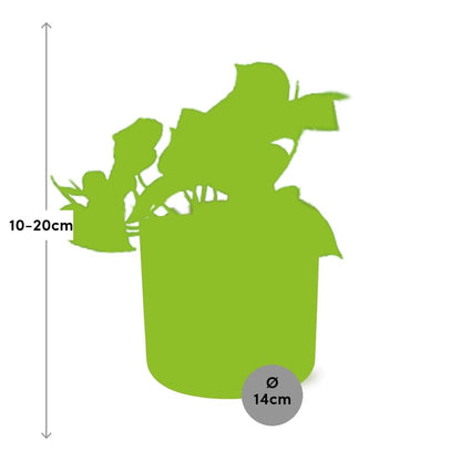 Kamerplant - Epipremnum Pinnatum 'Aureum' - Inclusief sierpot - Pot Ø 14cm