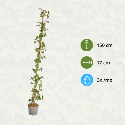 Buitenplant - Hedera hibernica Klimop Gestokt - Hoogte ↕ 125-150cm