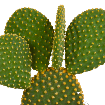 Kamerplant - Opuntia Microdasys - Ø 12cm