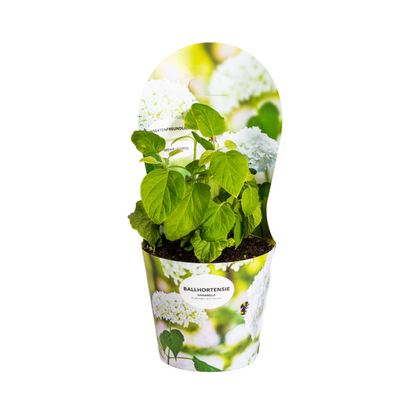 Buitenplant - Hydrangea arborescens Annabelle - Bloeiend - Pot Ø 19cm Hoogte ↕ 30-40cm