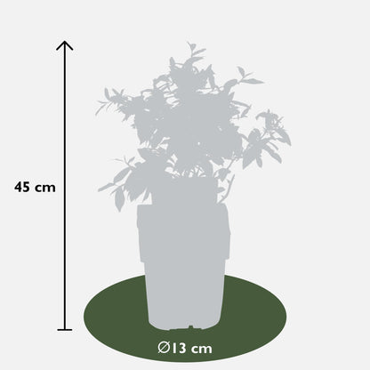 Buitenplant 6x Vaccinium corymbosum - Bloeiend - Pot Ø 13cm Hoogte ↕ 45cm