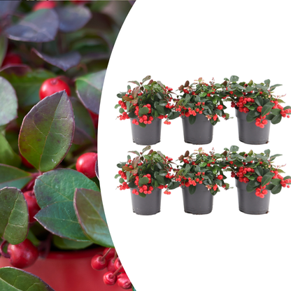 Buitenplant 6x Gaultheria procumbens 'Big Berry' - Pot Ø 12cm Hoogte ↕ 15-20cm