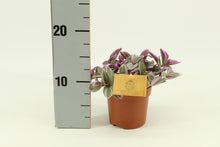 Kamerplant - Tradescantia Sweetness - Pot Ø 10,5cm Hoogte ↕ 10cm