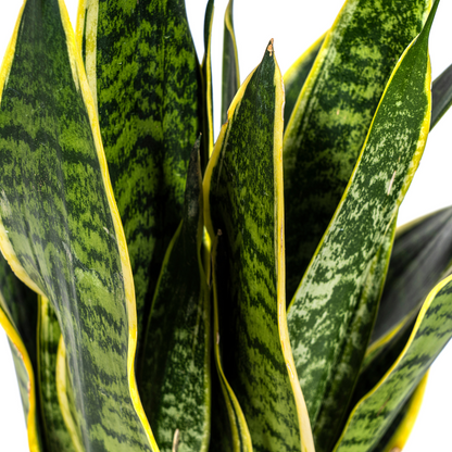 Kamerplant - Sansevieria Trifasciata Futura Superba - Pot Ø 17cm Hoogte ↕ 45-55cm