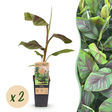 Buitenplant - Musa Ever Red (Japanse vezelbanaan) - Winterhard - Pot Ø 15cm Hoogte ↕ 50cm