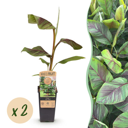 Buitenplant - Musa Ever Red (Japanse vezelbanaan) - Winterhard - Pot Ø 15cm Hoogte ↕ 50cm