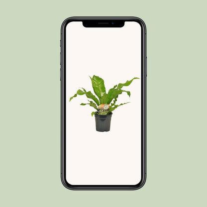 Kamerplant - Asplenium Nidus - Pot Ø 17cm Hoogte ↕ 60cm