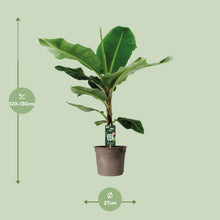 Kamerplant - Musa Dwarf Cavendish - Pot Ø 27cm Hoogte ↕ 130cm