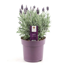Buitenplant - Lavandula stoechas 'Anouk' Silber - Bloeiend - Pot Ø 15cm Hoogte ↕ 30cm