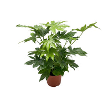Kamerplant - Fatsia Japonica - Pot Ø 21cm Hoogte ↕ 85cm