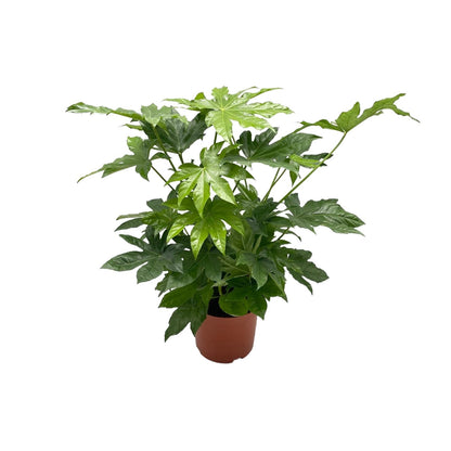 Kamerplant - Fatsia Japonica - Pot Ø 21cm Hoogte ↕ 85cm