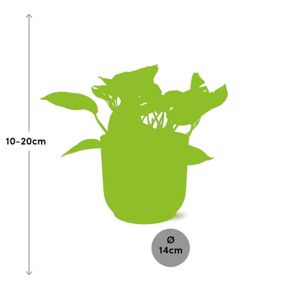 Kamerplant - Scindapsus Marble Queen - Pot Ø 14cm