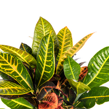 Kamerplant - Codiaeum 'Croton' Petra - Pot Ø 17cm Hoogte ↕ 40-60cm