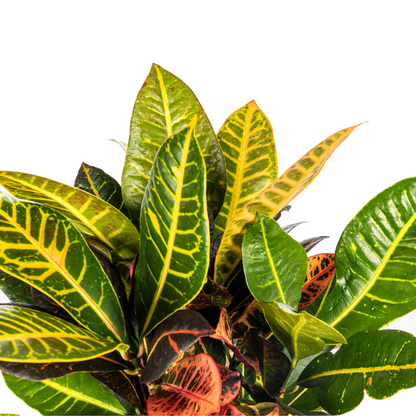 Kamerplant - Codiaeum 'Croton' Petra - Pot Ø 17cm Hoogte ↕ 40-60cm