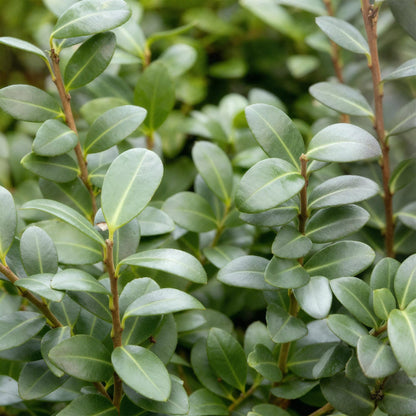 Buitenplant 8x Ilex crenata Caroline Upright - Haagplant - Groenblijvend - Pot Ø 9cm Hoogte ↕ 25-30cm