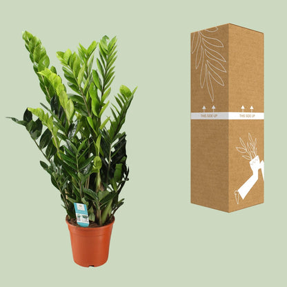 Kamerplant - Zamioculcas Zamiifolia - Pot Ø 21cm Hoogte ↕ 95cm