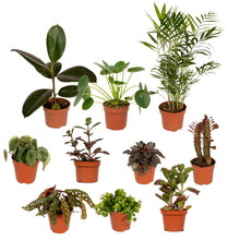 Buitenplant 10x Buitenbeentjesbox - Pot Ø 12cm