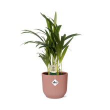 Kamerplant - Dypsis Lutescens (Areca) - Pot Ø 14cm Hoogte ↕ 12cm