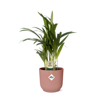 Kamerplant - Dypsis Lutescens (Areca Palm) - Hoogte ↕ 12-230cm