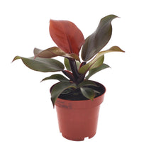 Kamerplant - Philodendron Imperial Red - Pot Ø 12cm Hoogte ↕ 25cm