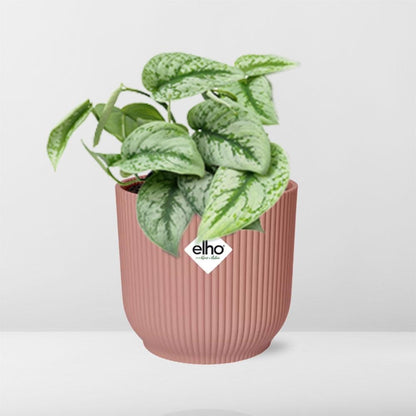 Kamerplant - Scindapsus Pictus 'Trebie' - Pot Ø 14cm